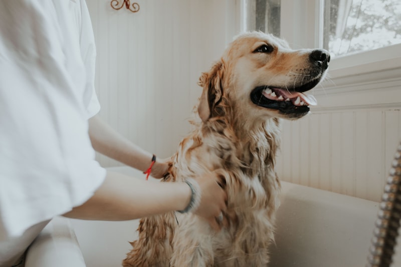 Cãozinho tomando banho feliz