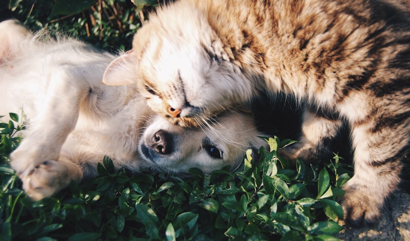 Cão e gato felizes juntos na Animal Center